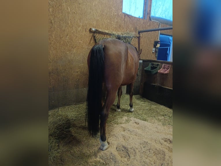 Kisber Gelding 18 years 16,2 hh Brown in St.Stefan ob Stainz