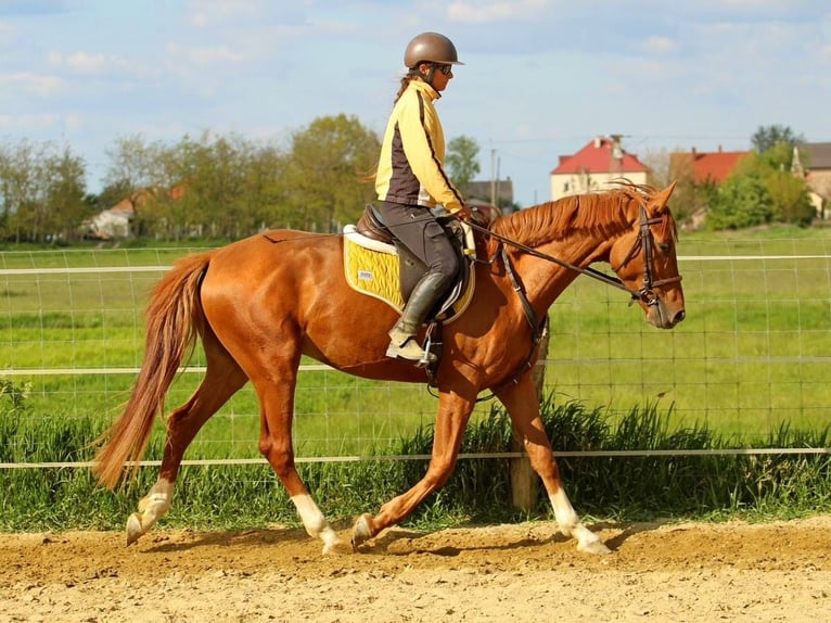 Kisber Gelding 4 years 16.1 hh Chestnut in Pér