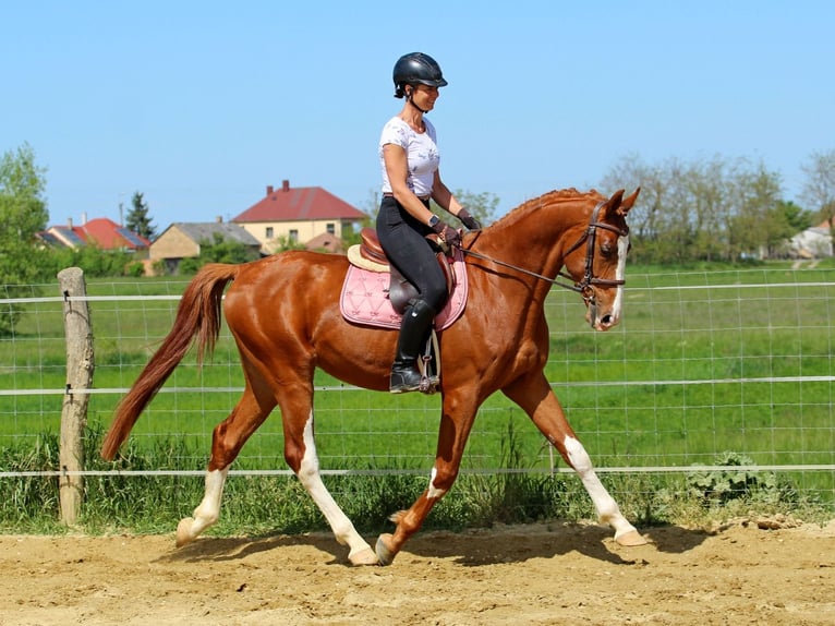Kisber Gelding 4 years 16.2 hh Chestnut in Pér