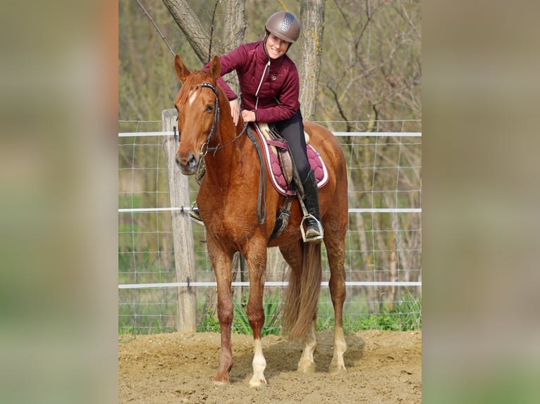 Kisber Gelding 4 years 16 hh Chestnut-Red in Pér