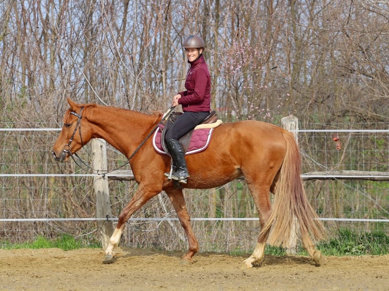 Kisber Gelding 4 years 16 hh Chestnut-Red in Pér