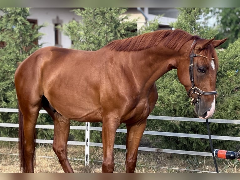 Kisber Gelding 5 years 15.3 hh Chestnut in Budapest