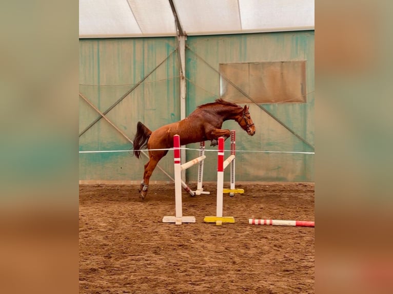 Kisber Gelding 5 years 16 hh Chestnut in Budapest