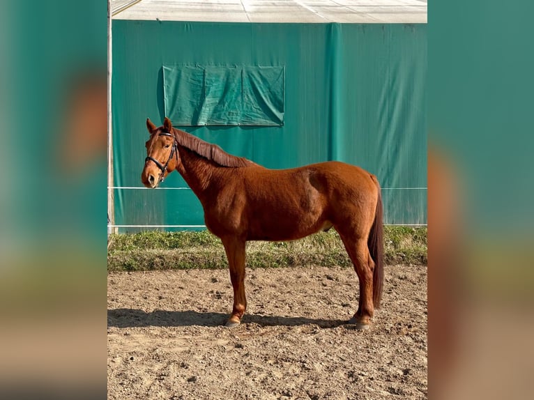 Kisber Gelding 5 years 16 hh Chestnut in Budapest
