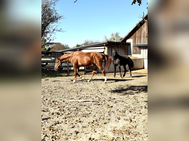 Kisber Gelding 5 years 16,3 hh Chestnut-Red in Amstetten