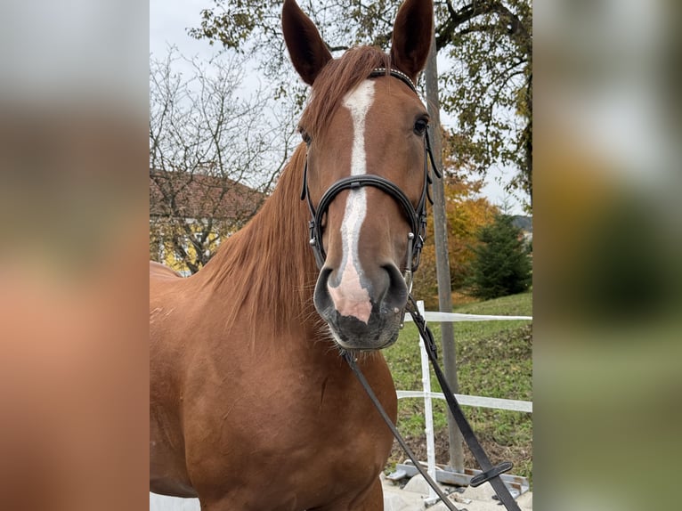 Kisber Gelding 5 years 16,3 hh Chestnut-Red in Amstetten