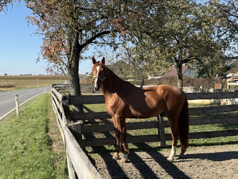 Kisber Gelding 5 years 16,3 hh Chestnut-Red in Amstetten