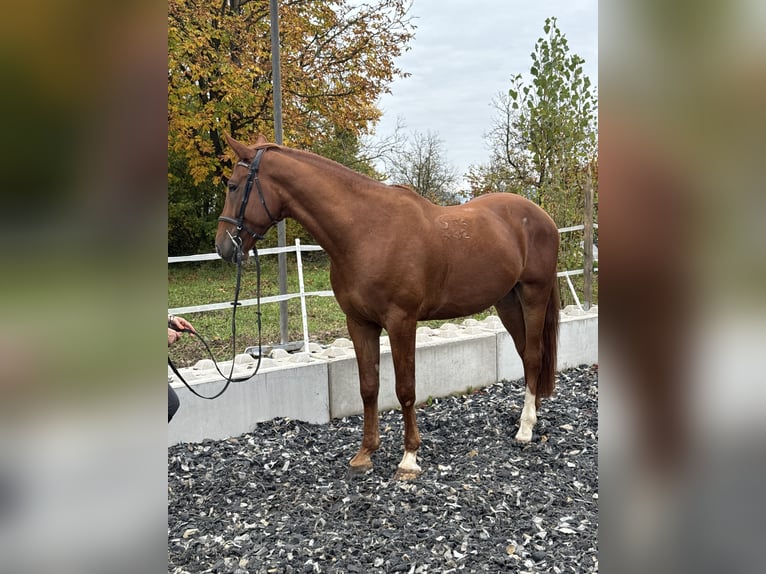 Kisber Gelding 5 years 16,3 hh Chestnut-Red in Amstetten
