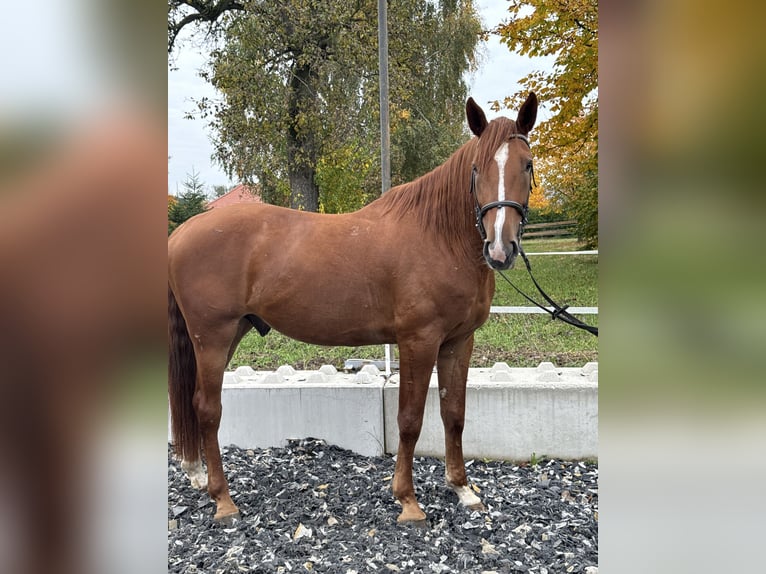 Kisber Gelding 5 years 16,3 hh Chestnut-Red in Amstetten
