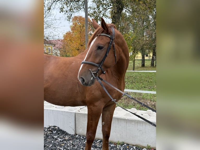 Kisber Gelding 5 years 16,3 hh Chestnut-Red in Amstetten