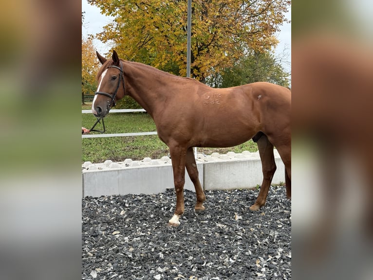 Kisber Gelding 5 years 16,3 hh Chestnut-Red in Amstetten