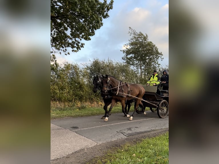 Kisber Gelding 6 years 16,2 hh Brown in Jagel