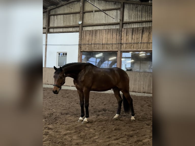 Kisber Gelding 6 years 16,2 hh Brown in Jagel