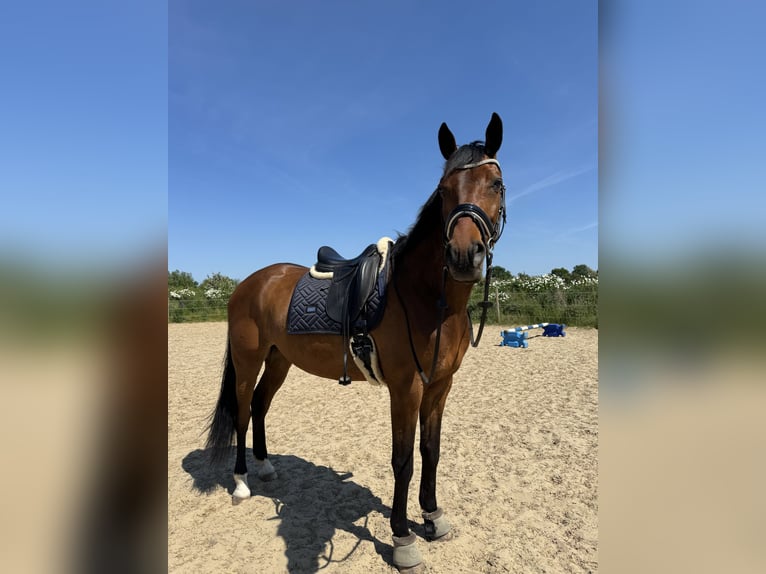 Kisber Gelding 6 years 16,2 hh Brown in Lottorf