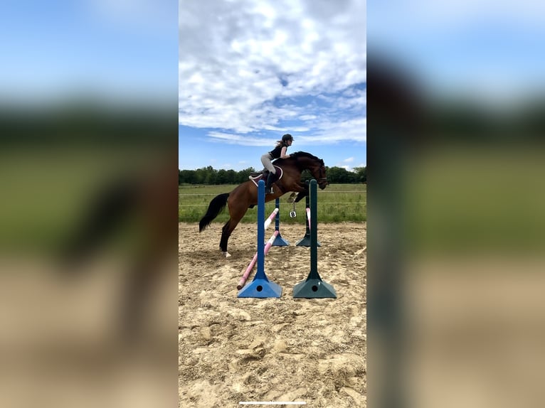 Kisber Gelding 6 years 16,2 hh Brown in Lottorf