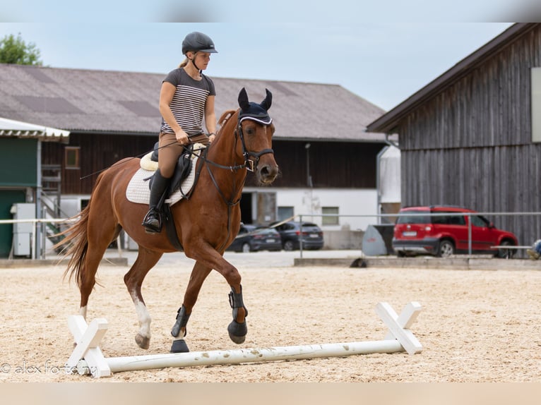 Kisber Gelding 6 years 16 hh Chestnut-Red in Lochen am See