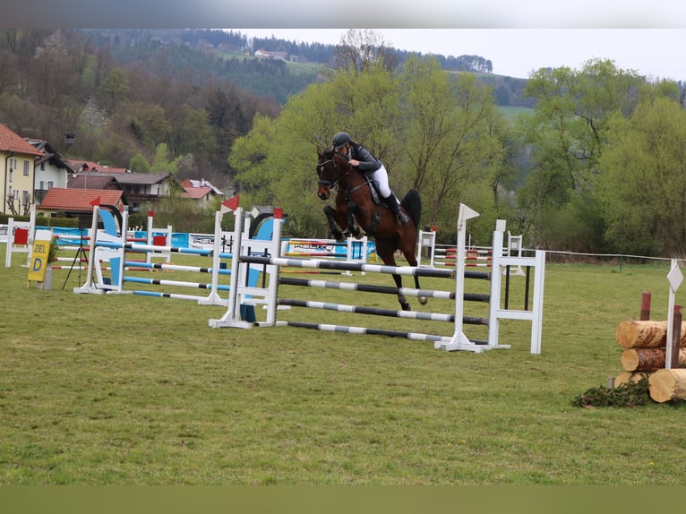 Kisber Gelding 7 years 16,2 hh Brown in St. Peter-Freienstein