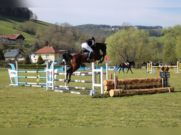Kisber Gelding 7 years 16,2 hh Brown in St. Peter-Freienstein