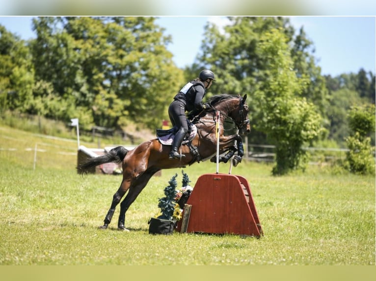 Kisber Gelding 7 years 16,2 hh Brown in St. Peter-Freienstein