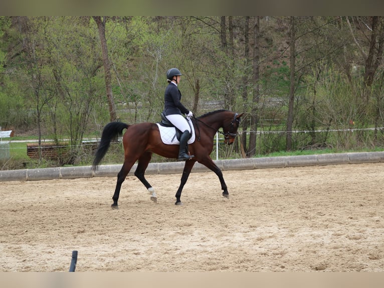 Kisber Gelding 7 years 16,2 hh Brown in St. Peter-Freienstein