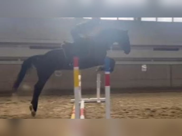 Kisber Gelding 7 years 17 hh Brown in Zalaegerszeg