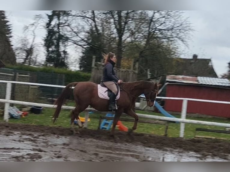 Kisber Gelding 8 years 17,1 hh Chestnut in Wangelau