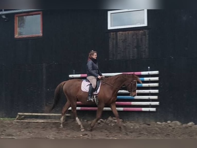 Kisber Gelding 8 years 17,1 hh Chestnut in Wangelau