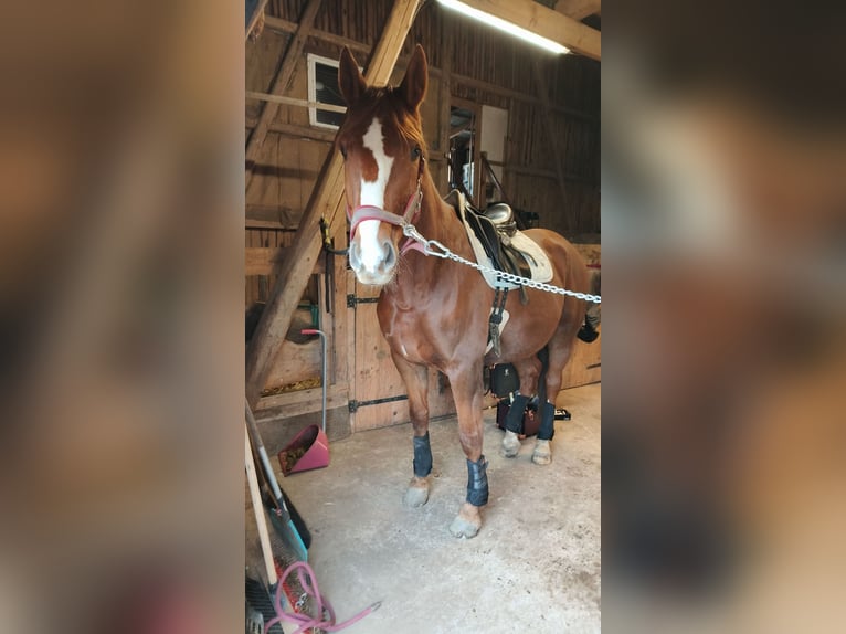 Kisber Gelding 8 years 17,1 hh Chestnut in Wangelau