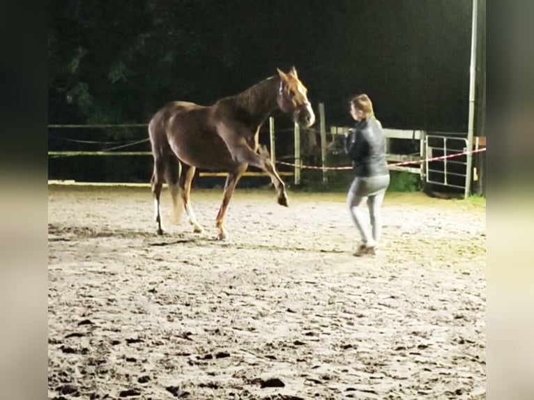 Kisber Gelding 8 years 17,1 hh Chestnut in Wangelau