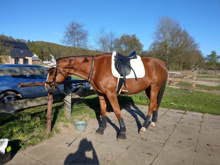 Kisber Gelding 8 years 17,2 hh in Wangelau