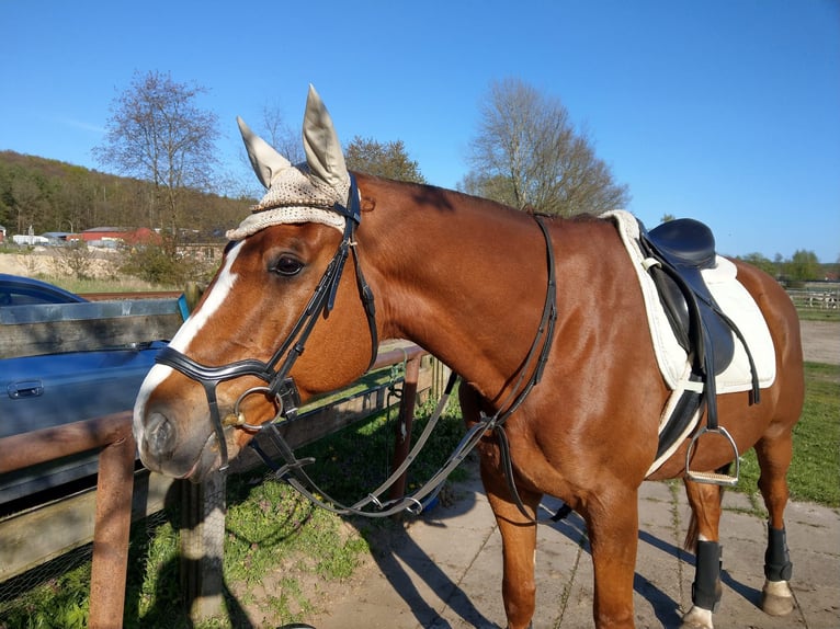 Kisber Gelding 8 years 17,2 hh in Wangelau