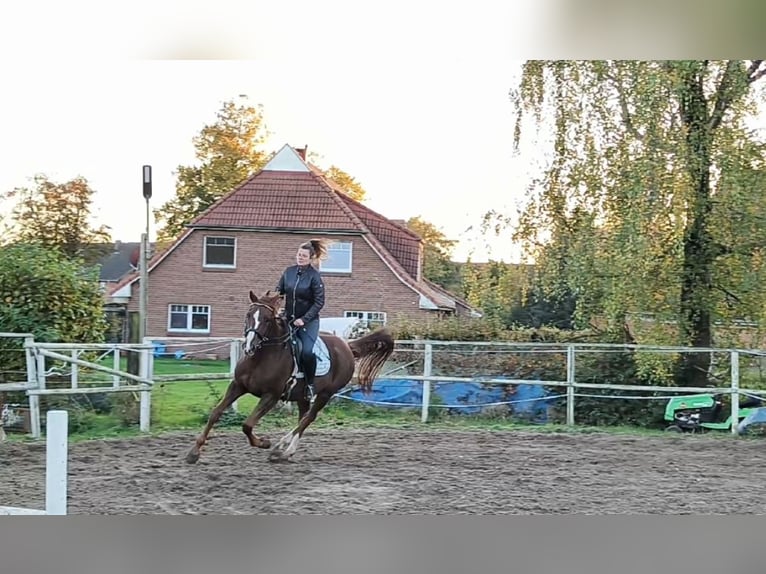 Kisber Gelding 8 years 17,2 hh in Wangelau