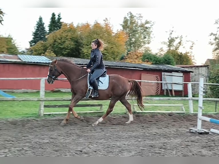 Kisber Gelding 8 years 17,2 hh in Wangelau