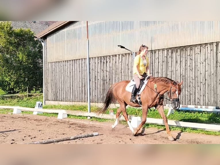 Kisber Gelding 8 years 17,2 hh in Wangelau