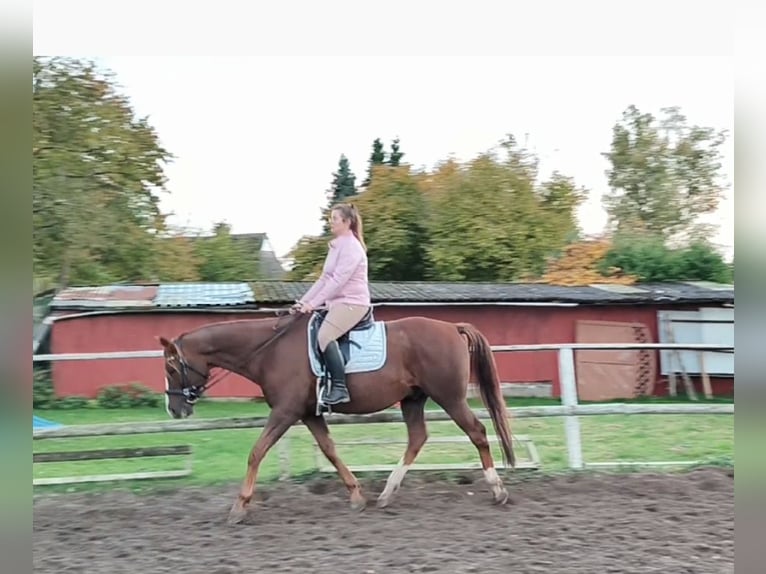 Kisber Gelding 8 years 17,2 hh in Wangelau