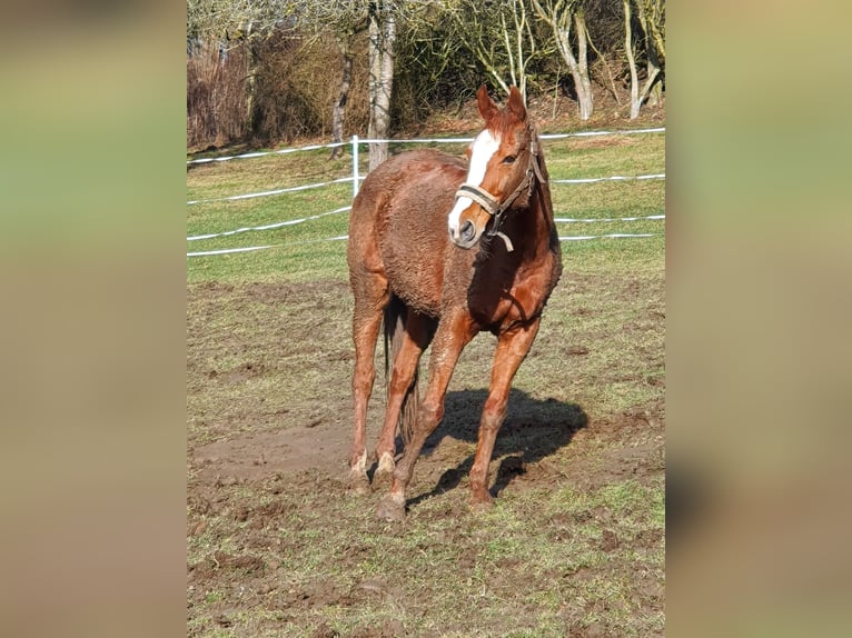 Kisber Giumenta 23 Anni 165 cm in Harburg