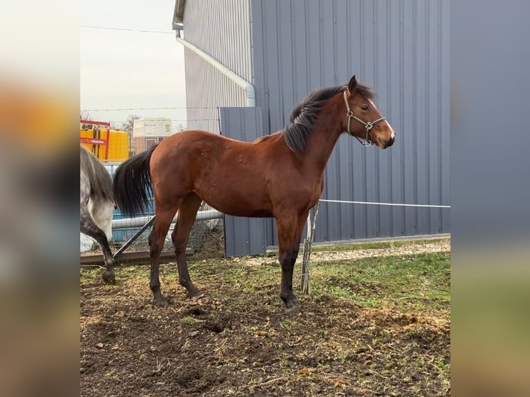 Kisber Mix Giumenta 2 Anni 150 cm Baio ciliegia in Füzesgyarmat