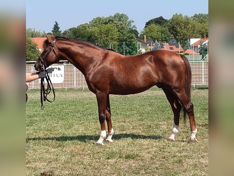 Kisber Mix Giumenta 2 Anni 150 cm Baio ciliegia in Füzesgyarmat