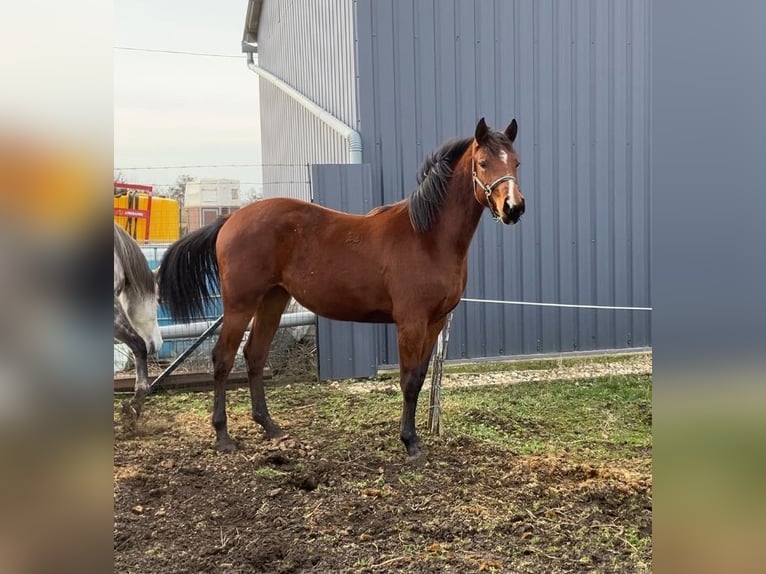 Kisber Mix Giumenta 2 Anni 150 cm Baio ciliegia in Füzesgyarmat