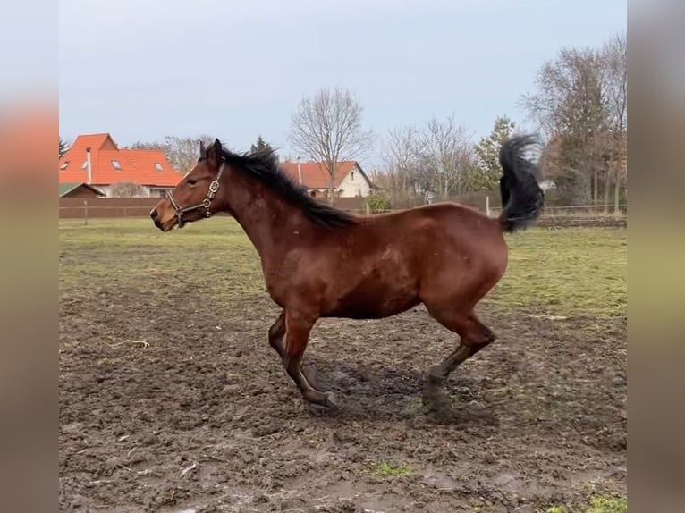 Kisber Mix Giumenta 2 Anni 150 cm Baio ciliegia in Füzesgyarmat