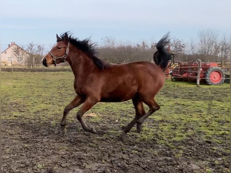 Kisber Mix Giumenta 2 Anni 150 cm Baio ciliegia in Füzesgyarmat