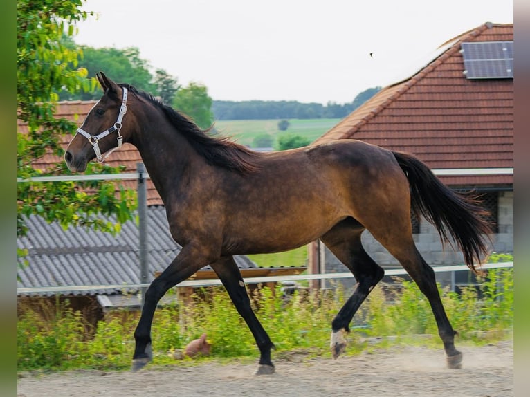 Kisber Giumenta 3 Anni 170 cm Baio in Haidershofen