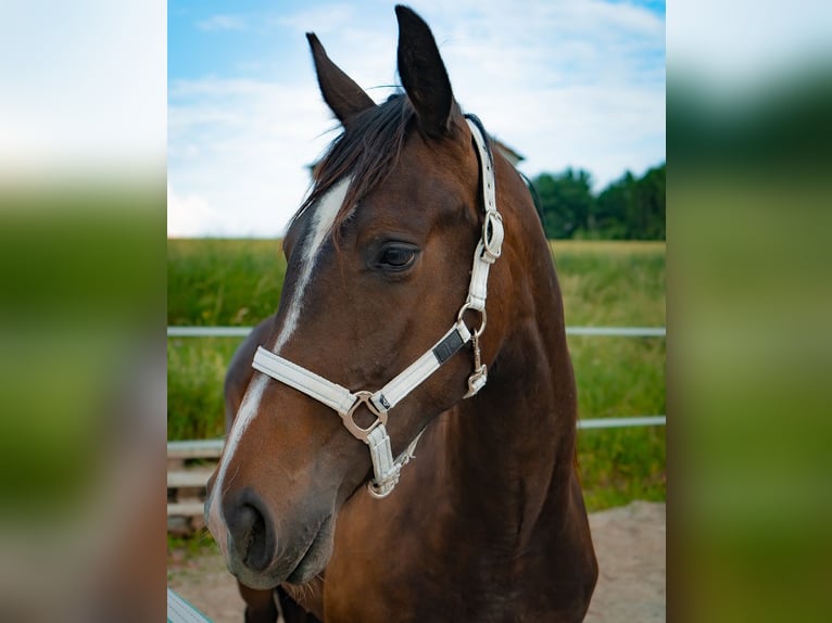 Kisber Giumenta 3 Anni 170 cm Baio in Haidershofen