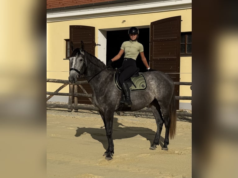 Kisber Giumenta 3 Anni 178 cm Grigio in Töltéstava
