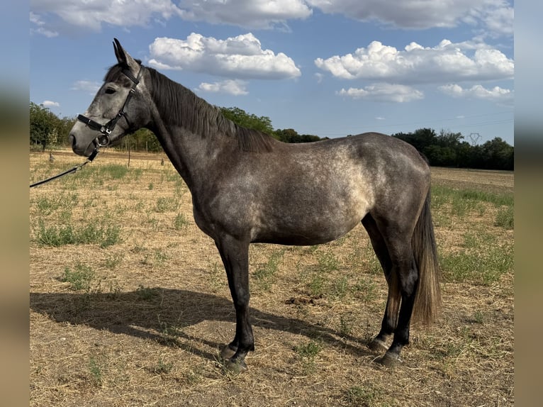 Kisber Giumenta 3 Anni 178 cm Grigio in Töltéstava