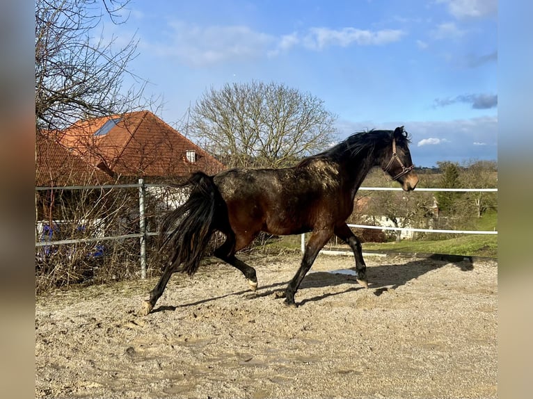 Kisber Giumenta 4 Anni 170 cm Baio in Haidershofen