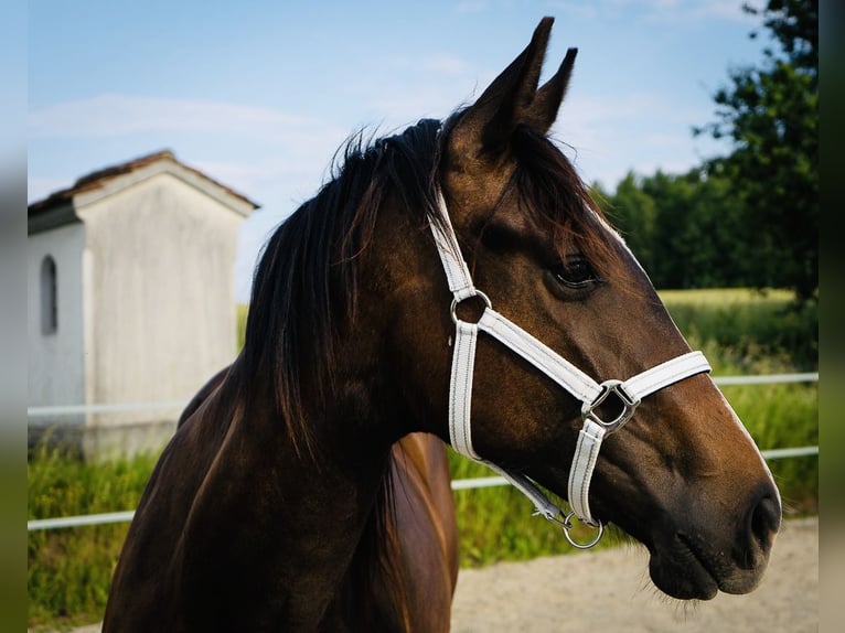 Kisber Giumenta 4 Anni 170 cm Baio in Haidershofen