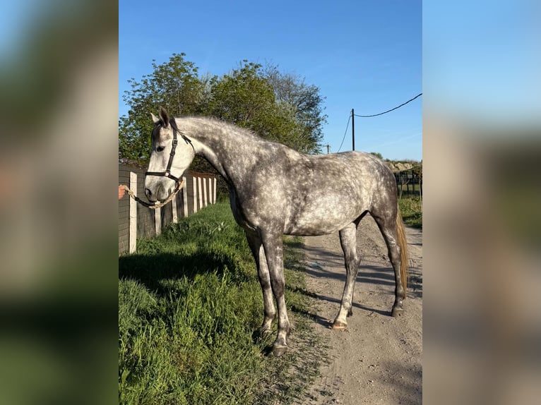 Kisber Giumenta 4 Anni 171 cm Grigio pezzato in Kecskemét