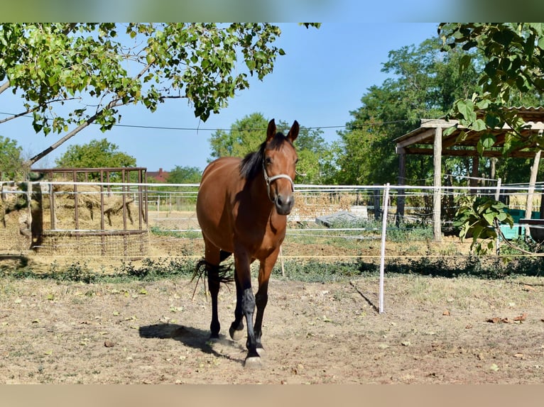 Kisber Mix Giumenta 4 Anni Baio scuro in Pér