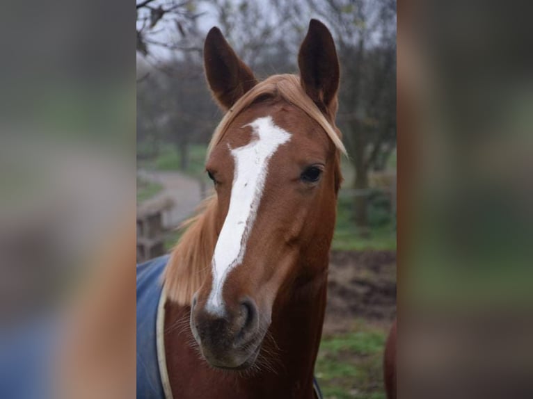 Kisber Giumenta 6 Anni 160 cm Sauro ciliegia in Kőszeg